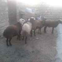 قوچ