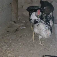 مرغ و خروس و جوجه