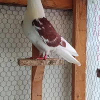 کبوتر پرشی نر و ماده