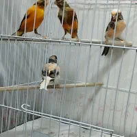 قناری مولد  آگات ،ابلغ