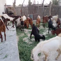 بز نر قربانی