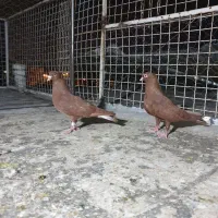 کفتر بهبهانی