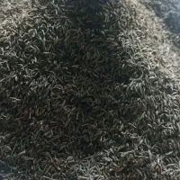 زیره کوهی اصل از کوه های قوچان