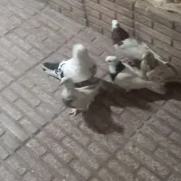 کبوتر
