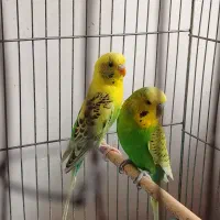 مرغ عشق|پرنده|آران و بیدگل, |دیوار