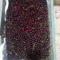 آلبالو رسمی وگوجه سبز