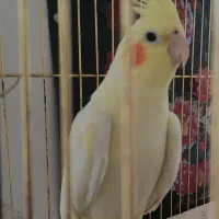 عروس هلندی ماده