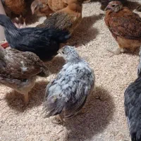 جوجه محلی نیمچه