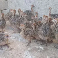 شترمرغ