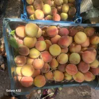 سلام هلو عالی ارگانیک
