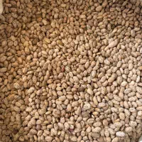 لوبیا چیتی ارتشی درجه یک