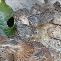 بلدرچین گوشتی نر