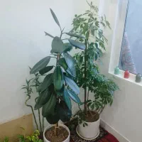 شفلر ، فیکوس ، کاج مطبق