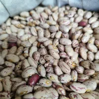 لوبیا چیتی تازه چین
