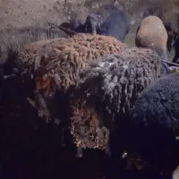 بره نر گوشتی