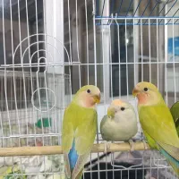 پرنده
