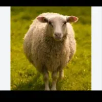 قصاب حرفه ای