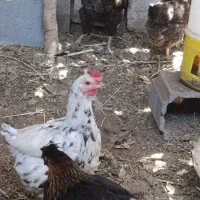 20عدد مرغ تخم گذار