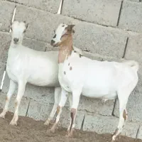 کهره نر ماده
