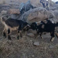 20عدد بز با 20عدد بیگ