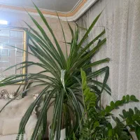 گل  پاندانوس