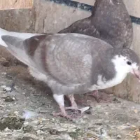 ۶ عدد کبوتر|پرنده|محمدیه-قزوین, |دیوار