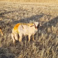 کاور ورن بره قوچ سنجابی