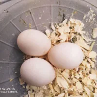 تخم عروس هلندی