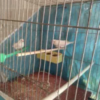 دوتافنچ خوشگل نروماده