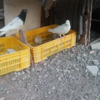 فروش کبوتر