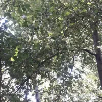 ۸۶۰مترباغ مشجر بامجوز ساخت.خ دانشگاه