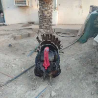 فروش بوقلبون