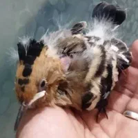 جوجه مینا