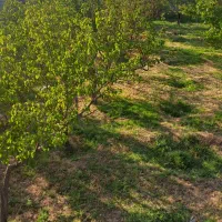باغی-به-متراژ-تقریبی-600-متری-حصاره-شده