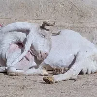 بز گلابی پازن گلابی