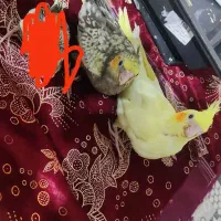 دو عروس هلندی سرلاکی فقط 900هزار زیر قیمت همه جا