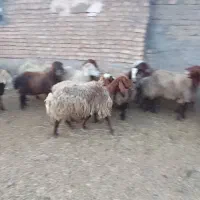 میش چاق بالا 60 کیلو و ده بره سی کیلو 5نر 5ماده