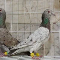 چهار عدد سار تخته شکلاتی عتیقه