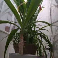 گل سوسن بدون گلدان