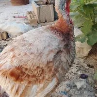 بوقلمون