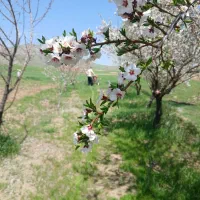 شخم زنی باغ و باغچه با تیلر ۱۰ اسب