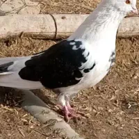 ۹عدد کبوتر اوچان