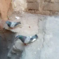 کبوتر
