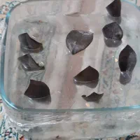 گل قلمه زامو فیلیا بلک ریشه دار
