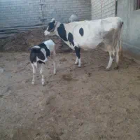 ی رس سوپر گاو زایید با گوساله نر
