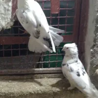 کبوتر|پرنده|گرگان, |دیوار