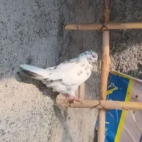 کبوتر مهری پارسال