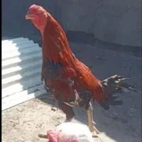جوجه لاری افغان