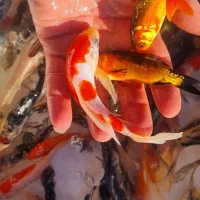 فروش ماهی کوی وقرمزشکاراردک