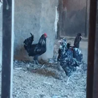 یک خُرُس رسمی گلین پا سیاه
